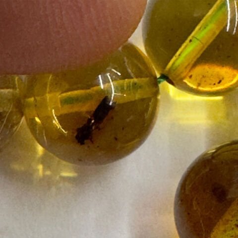 Haşere Fosilli Kaliningrad Damla Kehribar Tespih 10 (mm)