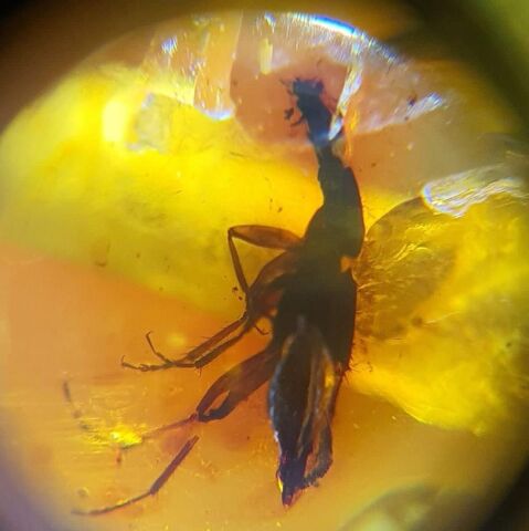 Haşere Fosilli Kaliningrad Damla Kehribar Kolye