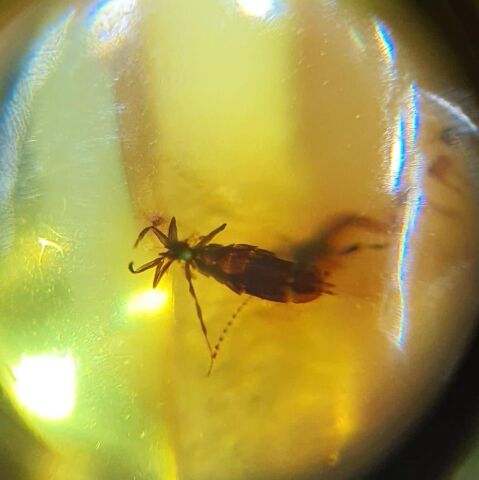 Haşere Fosilli Kaliningrad Damla Kehribar Kolye