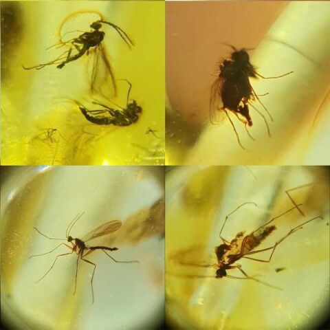 Haşereli Kaliningrad Damla Kehribar Tespih 10*14,5 (mm)