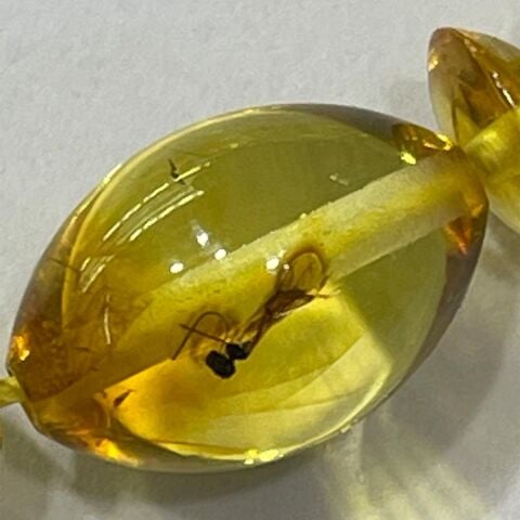 Haşere Fosilli Sistemli Kaliningrad Damla Kehribar 8*12 (mm)