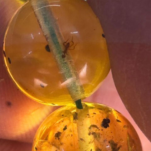 Haşere Fosilli Kaliningrad Damla Kehribar Tespih 10,5 (mm)