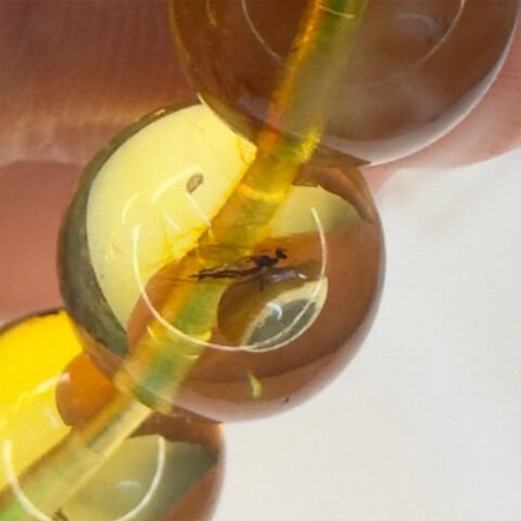 Haşere Fosilli Kaliningrad Damla Kehribar Tespih 10 (mm)