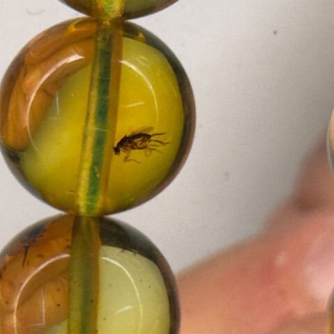 Haşere Fosilli Kaliningrad Damla Kehribar Tespih 10 (mm)